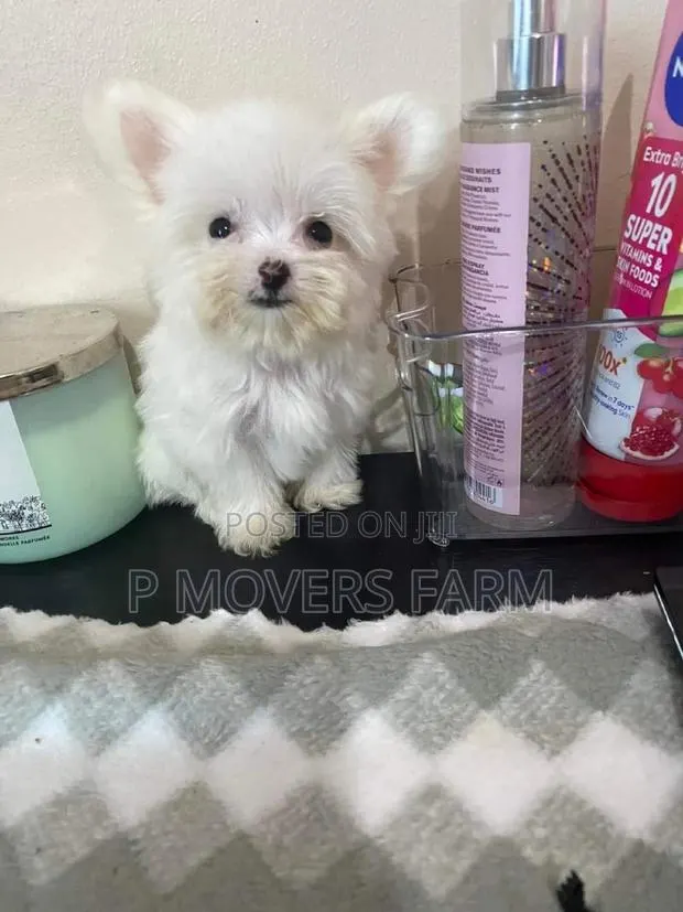 1-3 months Male Purebred Maltese · Photo 1