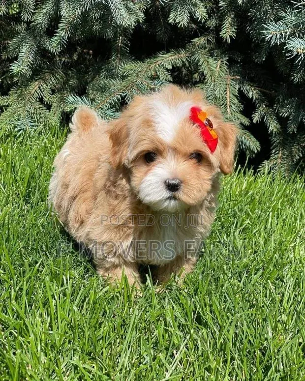1-3 months Male Purebred Poodle · Photo 1