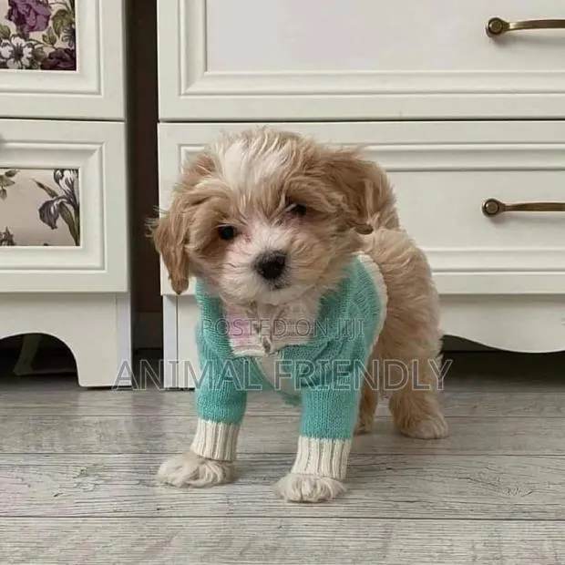 1-3 months Male Purebred Poodle · Photo 1
