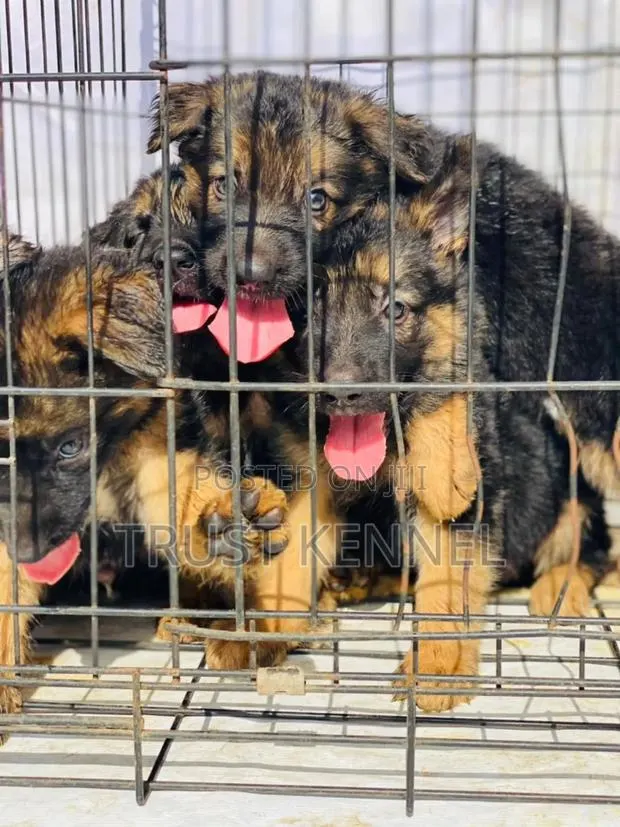 1-3 months Male Purebred German Shepherd · Photo 1