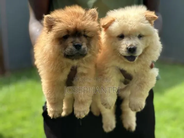 1-3 months Female Purebred Chow Chow · Photo 1