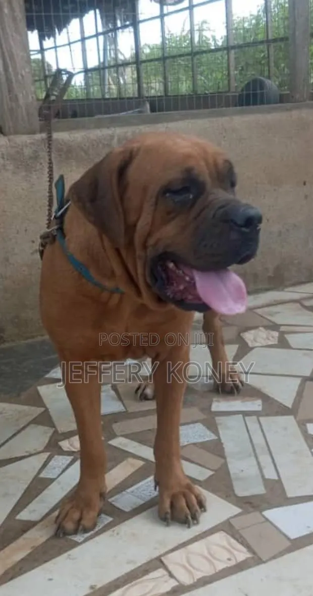 1+ year Female Purebred Boerboel · Photo 1