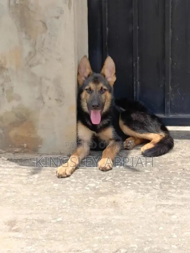 3-6 months Male Purebred German Shepherd · Photo 1