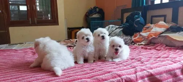 1-3 months Male Purebred Poodle · Photo 1