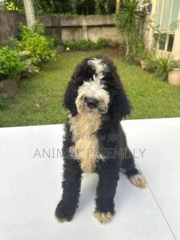 1-3 months Female Purebred Poodle · Photo 1