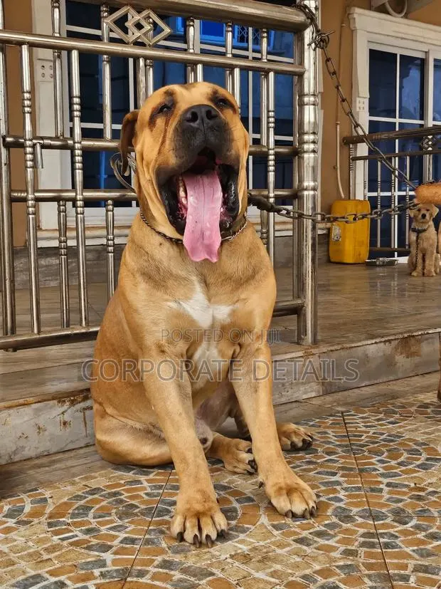 1+ year Female Purebred Boerboel · Photo 1
