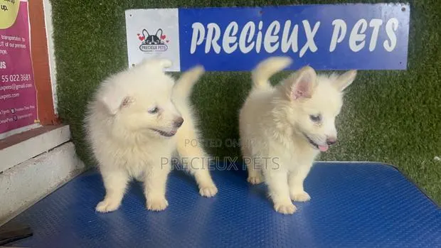 1-3 months Male Purebred American Eskimo · Photo 1