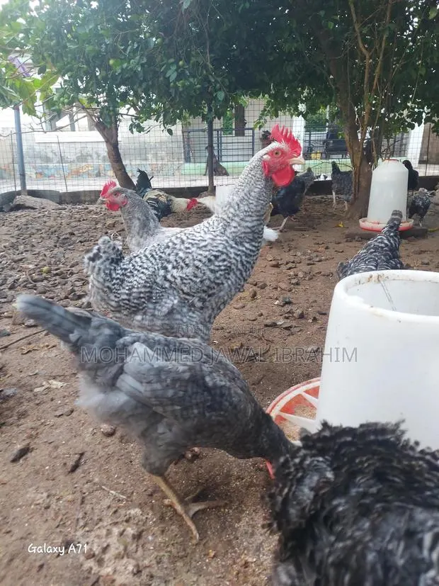 Plymouth Rock Cockrels(Laying · Photo 1