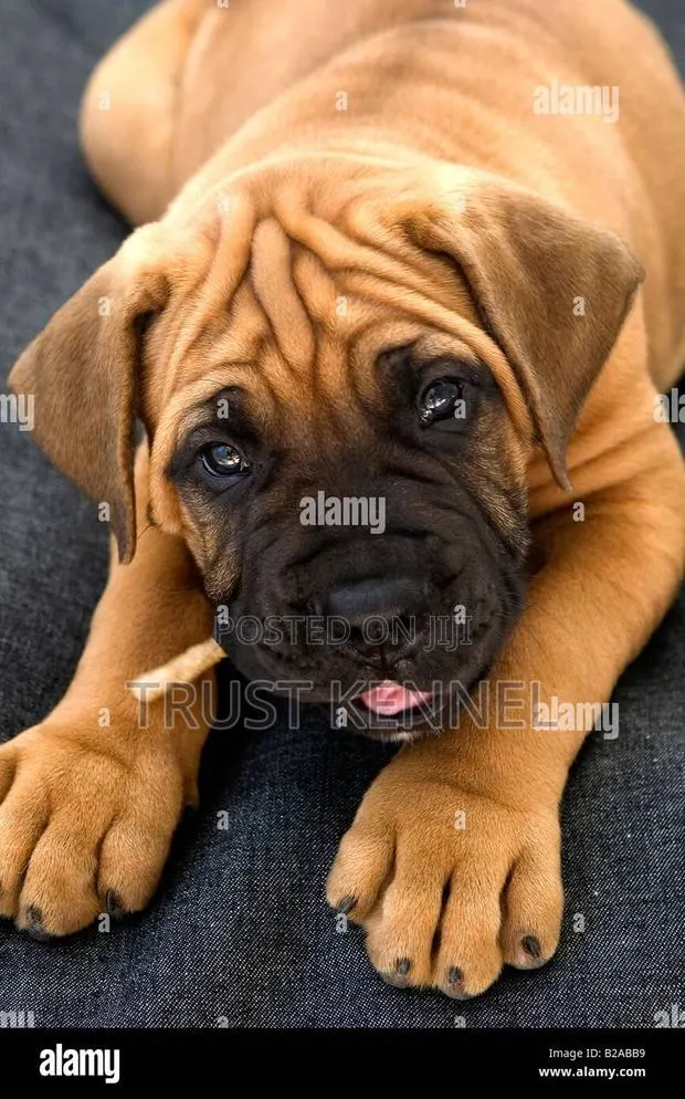 1-3 months Female Purebred Boerboel · Photo 1