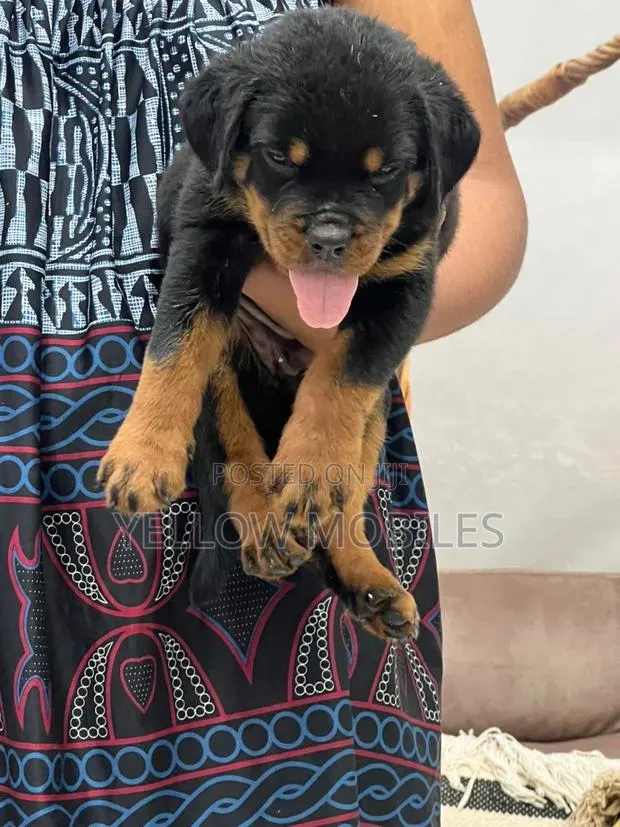 1-3 months Female Purebred Rottweiler · Photo 1