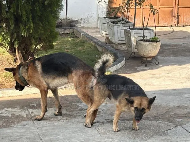 German Shepherd Stud Service Available · Photo 1