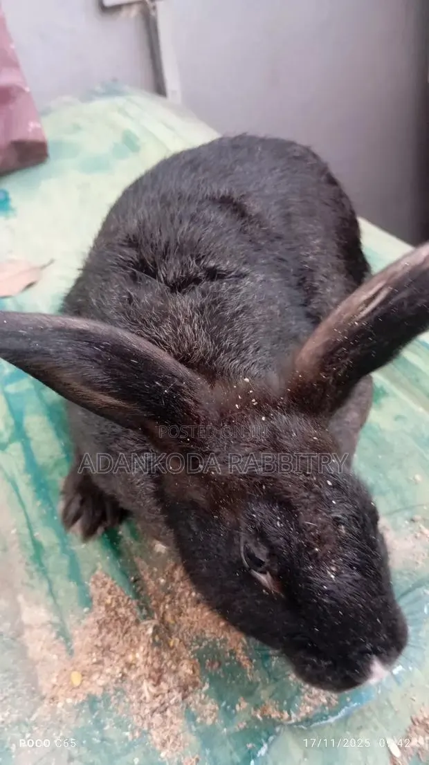 Healthy Rabbit Breeding Stock for Sale · Photo 1