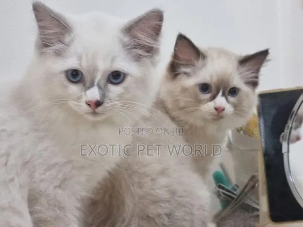 1-3 months Female Purebred Ragdoll · Photo 3