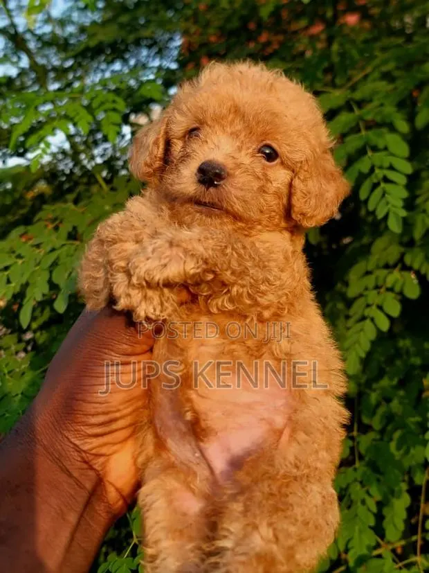 1-3 months Male Purebred Poodle · Photo 1