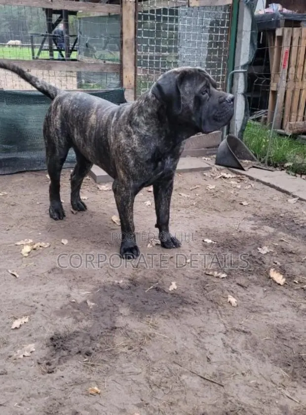 1+ year Male Purebred Boerboel · Photo 1