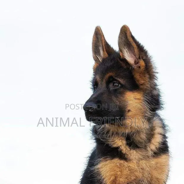 1-3 months Male Purebred German Shepherd · Photo 1