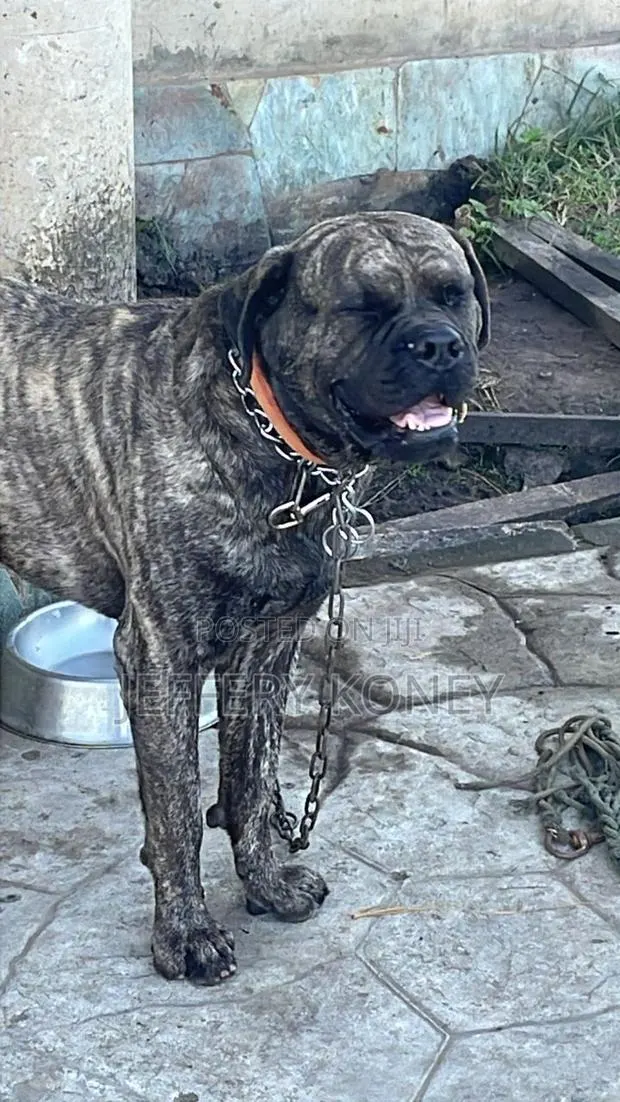 1+ year Male Purebred Boerboel · Photo 1