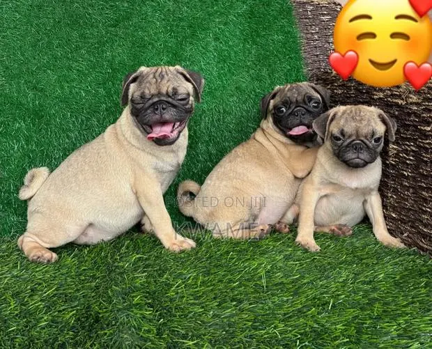 3-6 months Male Purebred Pug · Photo 1