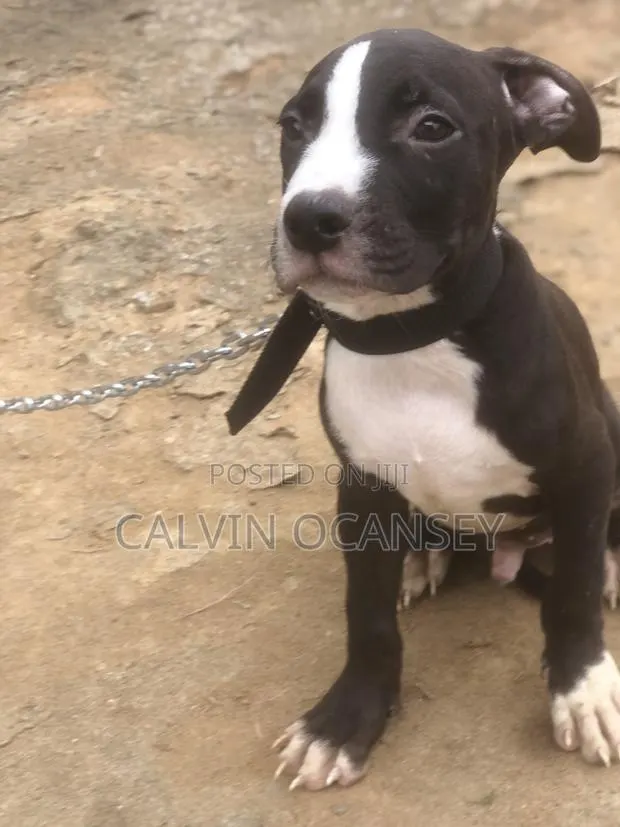 1-3 months Male Purebred American Pit Bull Terrier · Photo 1