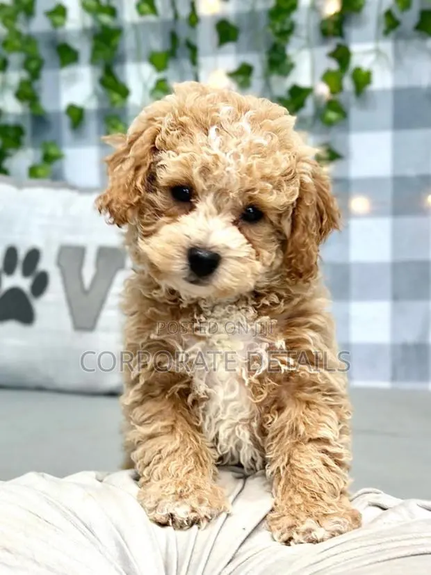 1-3 months Male Purebred Maltese · Photo 1