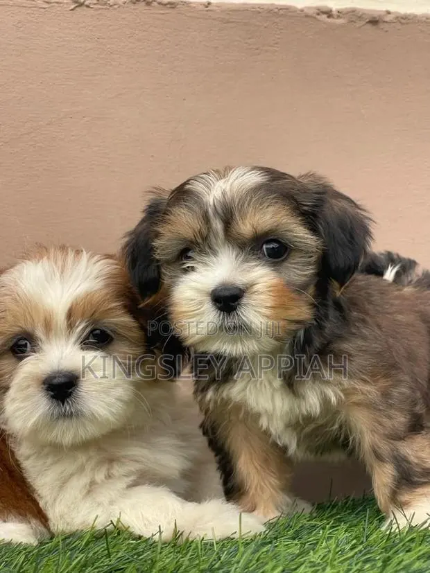 1-3 months Female Purebred Poodle · Photo 1