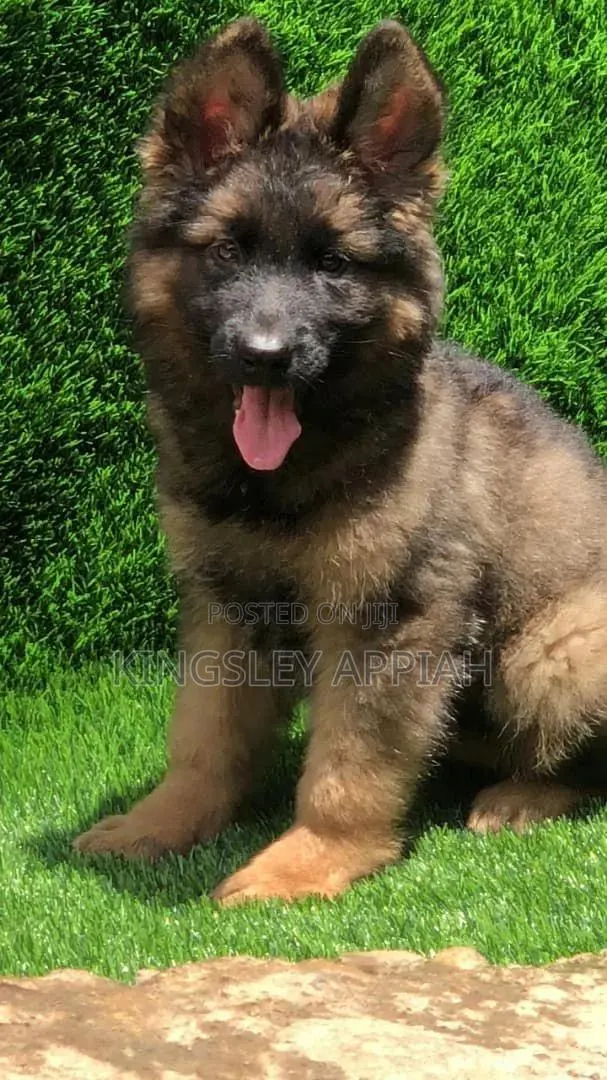 1-3 months Male Purebred German Shepherd · Photo 1
