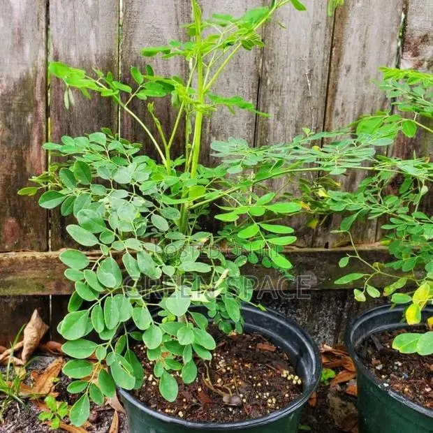 Moringa Seedling · Photo 1