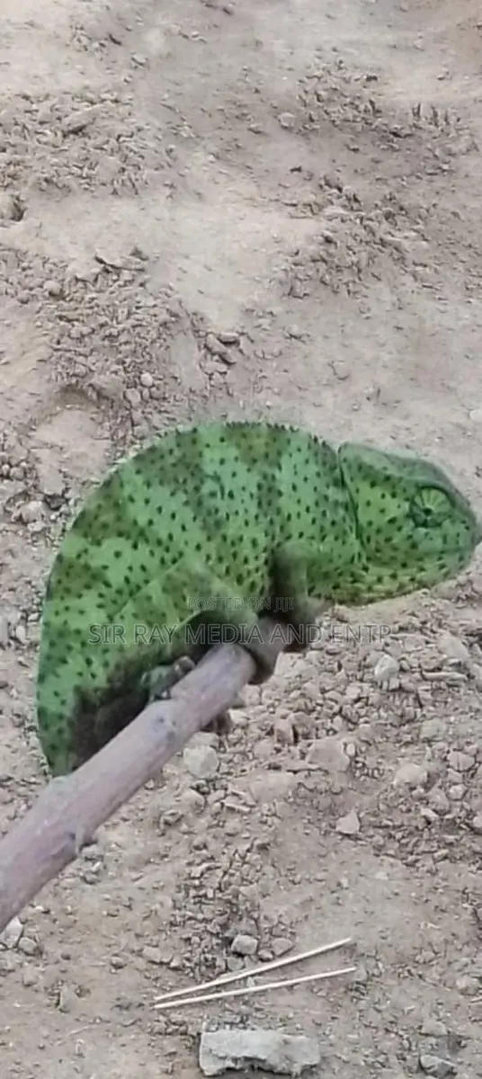 Chameleon Production Farms · Photo 1