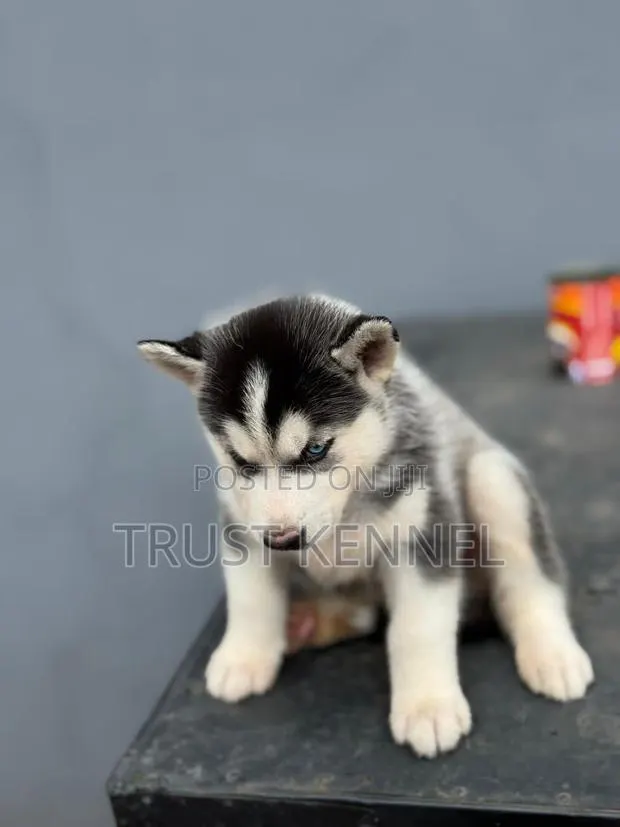 1-3 months Male Purebred Siberian Husky · Photo 1