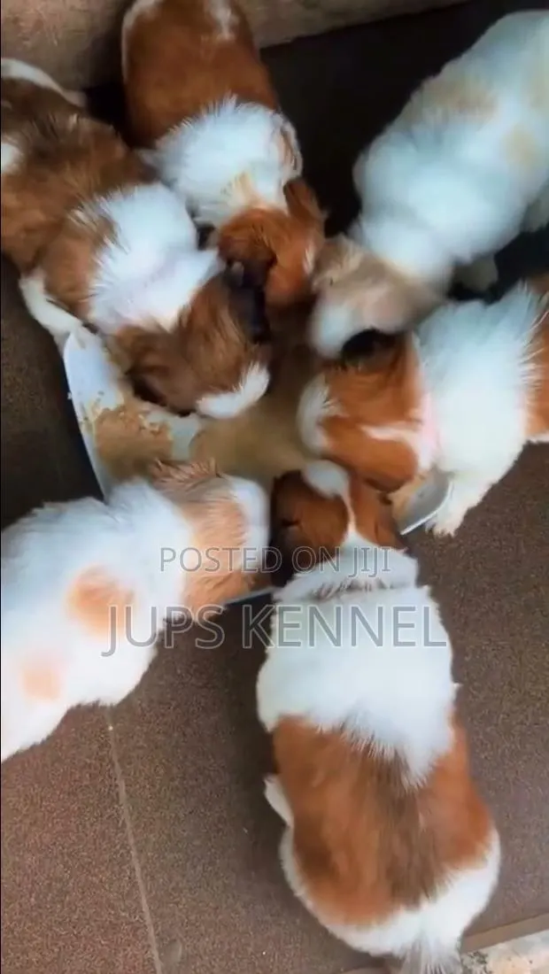 1-3 months Female Purebred Shih Tzu · Photo 1