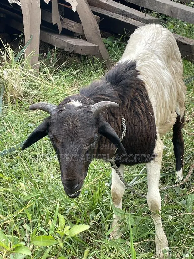 Crossed Breed Ram · Photo 1