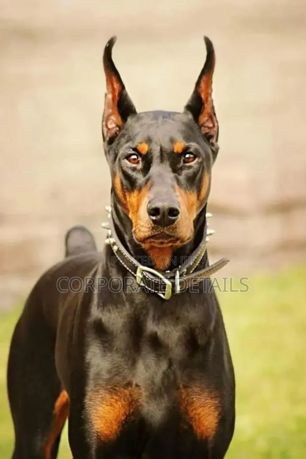 1+ year Male Purebred Doberman Pinscher · Photo 1