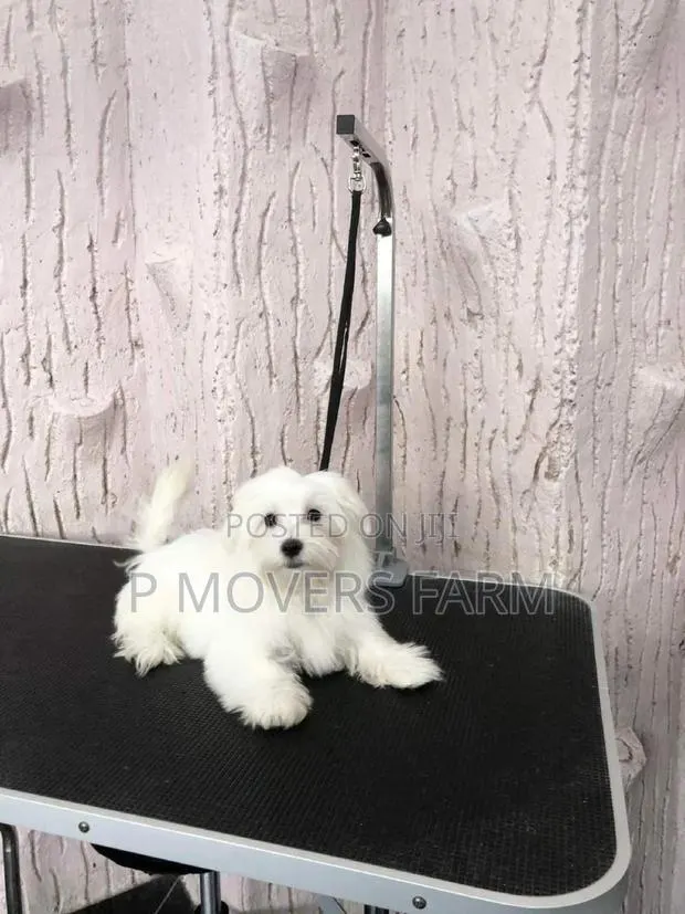 1-3 months Male Purebred Maltese · Photo 1