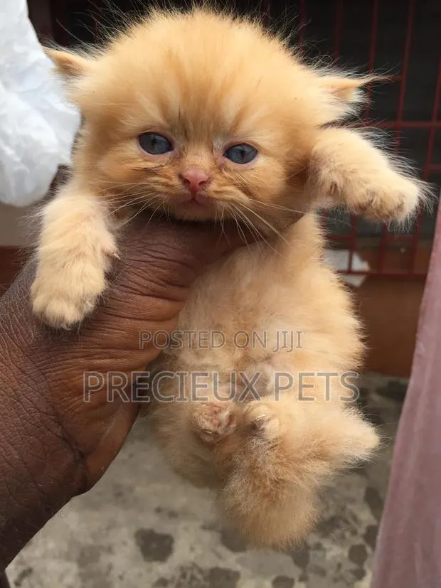 1-3 months Female Purebred Persian · Photo 1