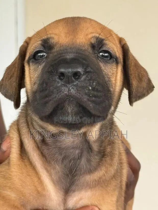 1-3 months Female Purebred Boerboel · Photo 4