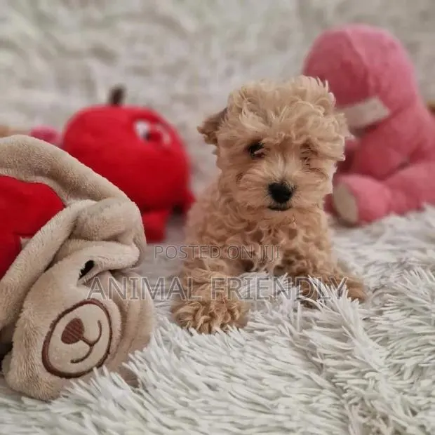 1-3 months Male Purebred Poodle · Photo 1