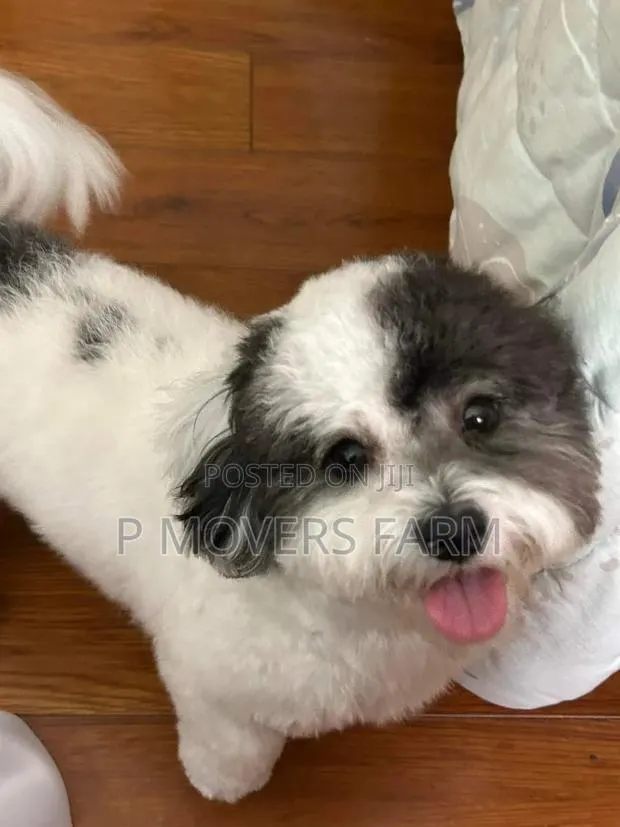 1-3 months Male Purebred Poodle · Photo 1