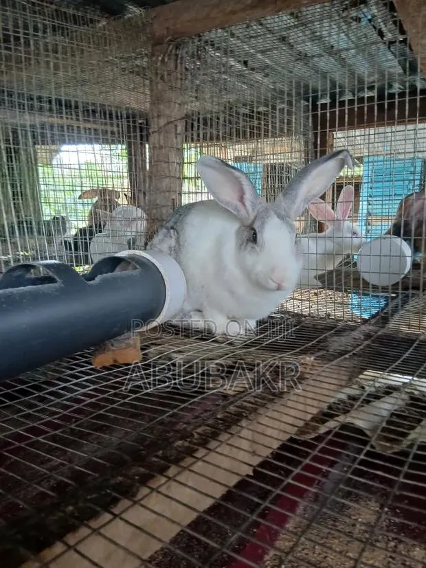 Gigantic Rabbits for Sale!! · Photo 1