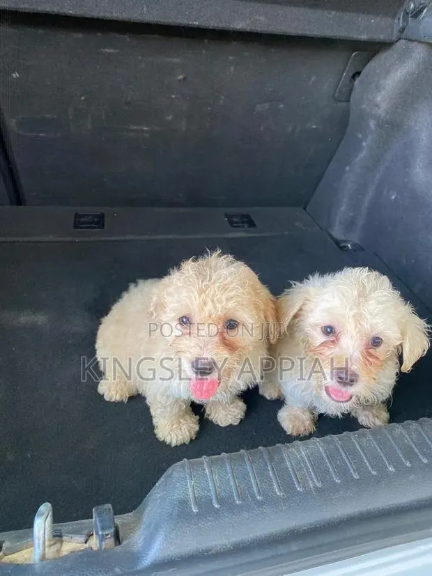 1-3 months Female Purebred Poodle · Photo 1