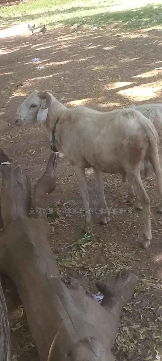 Nice Male Sheep Selling for Cool Price · Photo 1