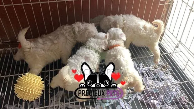 1-3 months Male Purebred Maltese · Photo 1