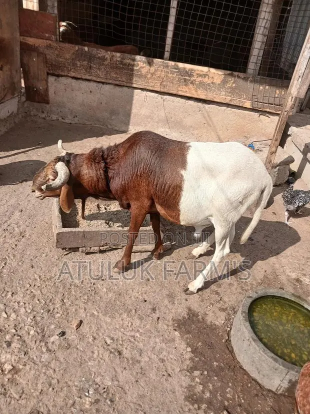 Uda Ram for Meat · Photo 1