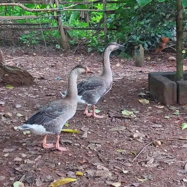 African Geese · Photo 1