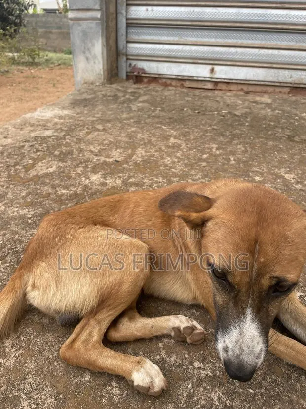 6-12 months Male Mixed Breed Dog · Photo 1