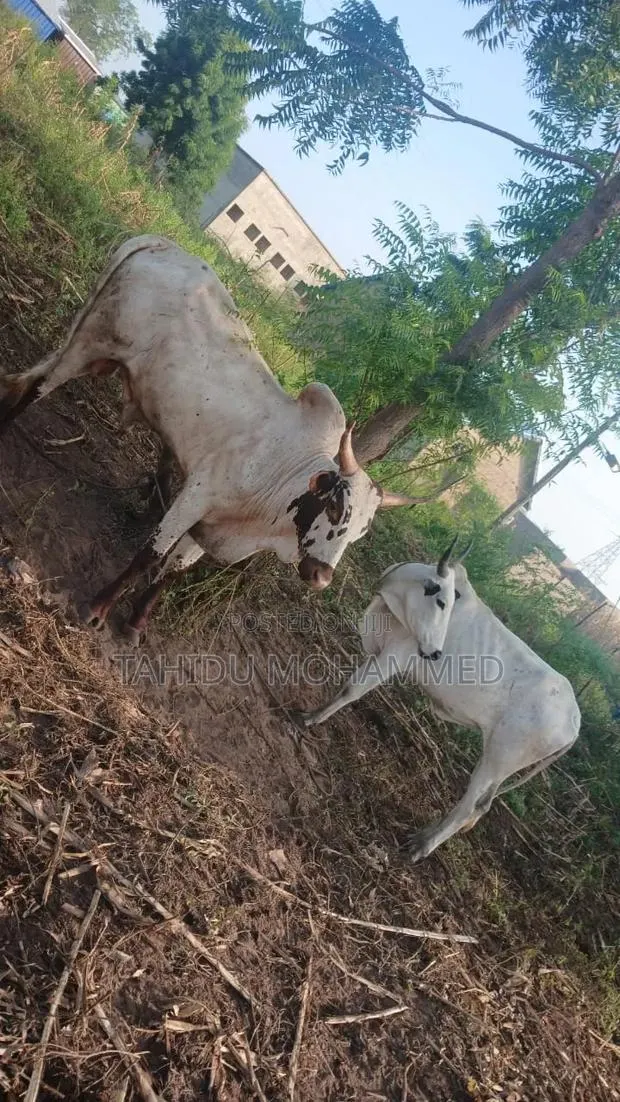 Healthy Male and Female Cows for Sale -Big & Well Fed · Photo 1
