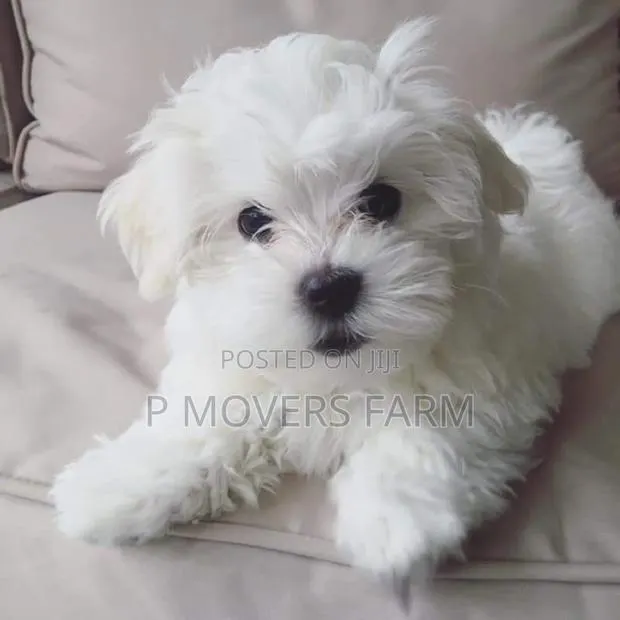 1-3 months Male Purebred Poodle · Photo 1
