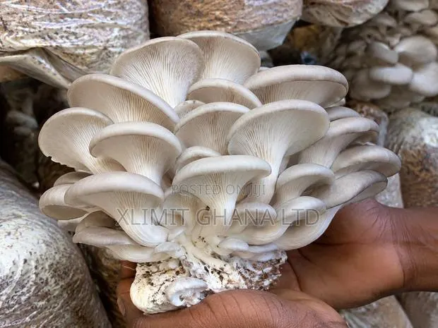 Fresh Oyster Mushroom · Photo 1