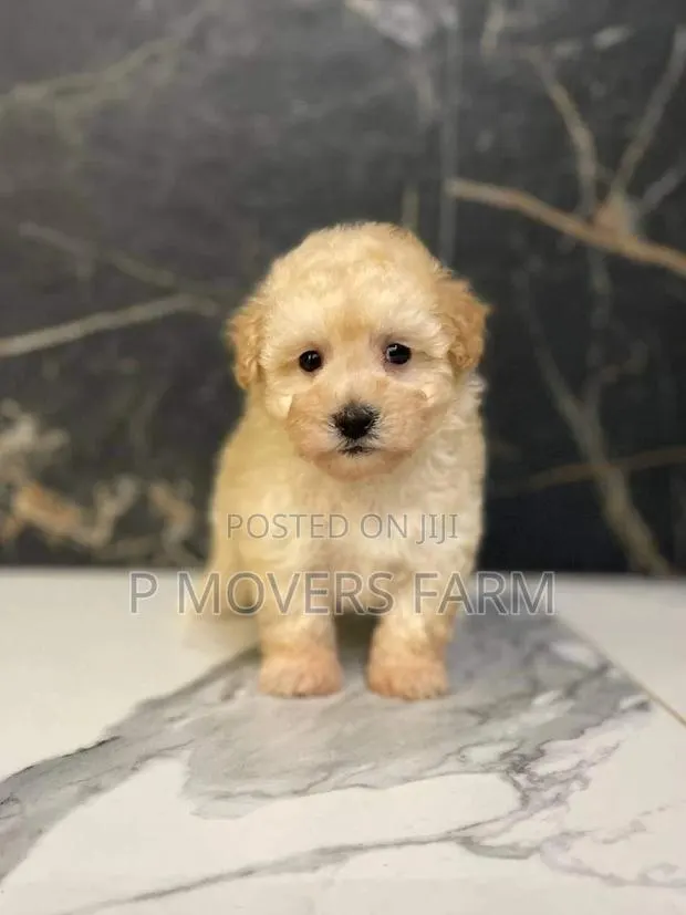 1-3 months Female Purebred Poodle · Photo 1
