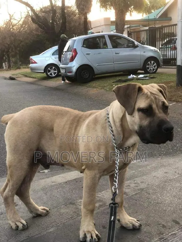 1-3 months Male Purebred Boerboel · Photo 1