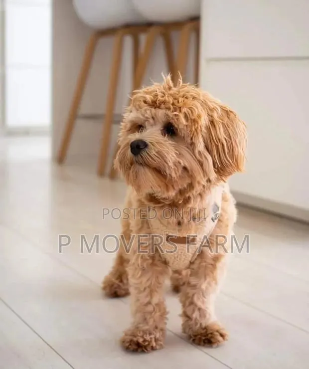 1-3 months Male Purebred Poodle · Photo 1